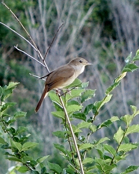 nightingale